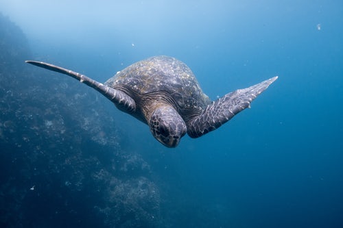 Galapagos Cruise 